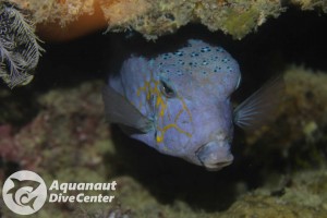 Boxfish spotted in South Miniloc, El Nido
