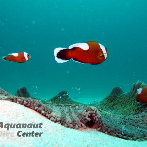 Carpet Anemone in Dilumacad Island, El Nido