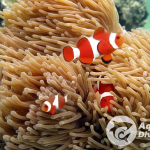 False Clownfish spotted in South Entalula, El Nido