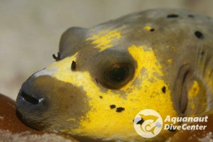 Pufferfish found in Dilumacad Island, El Nido