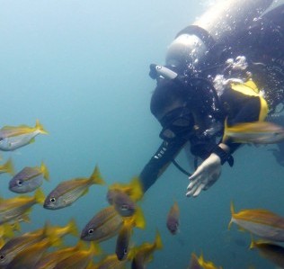 Solene diving into the yellow snapper school in South Miniloc, El Nido, Palawan.