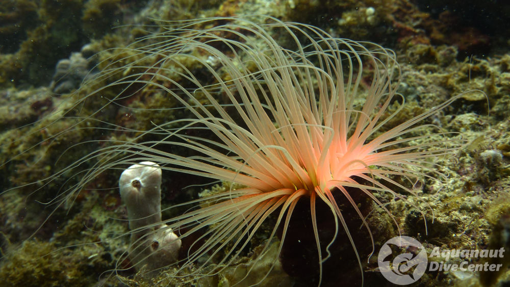 Anemone Tube