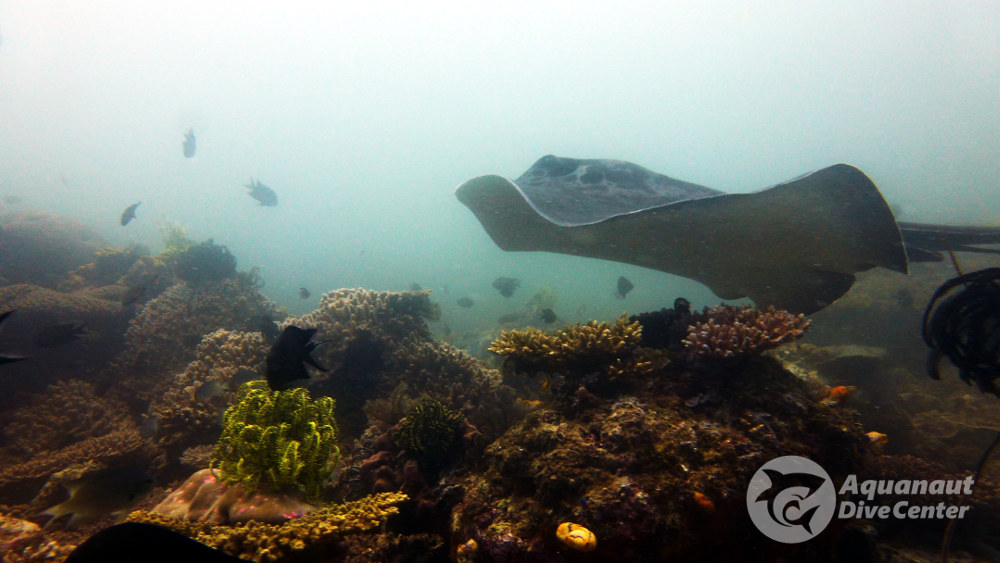 Marbled Ray spotted in South Miniloc, El Nido, Palawan