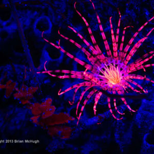 Fluo Diving Image Copyright BrianMcHugh