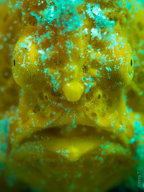 Jimmy Taieb, Frogfish in South Miniloc, El Nido, Philippines