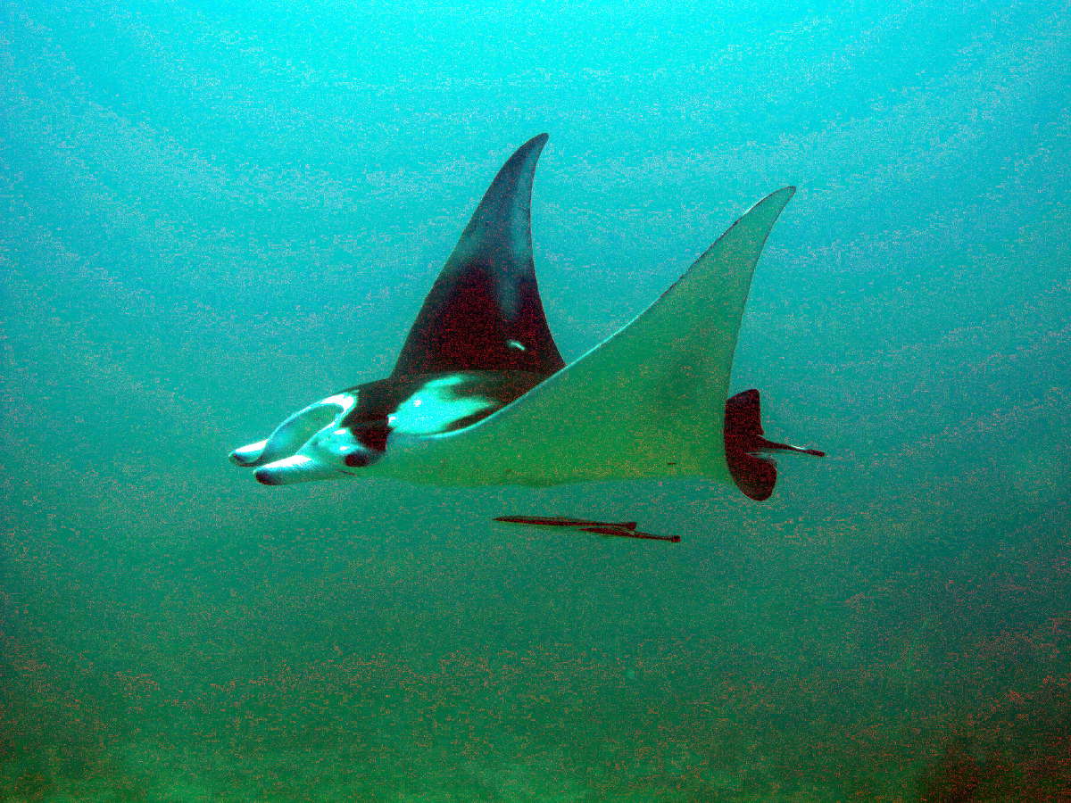 Aquanaut Dive Center El Nido Mantaray Aquanaut Dive Center