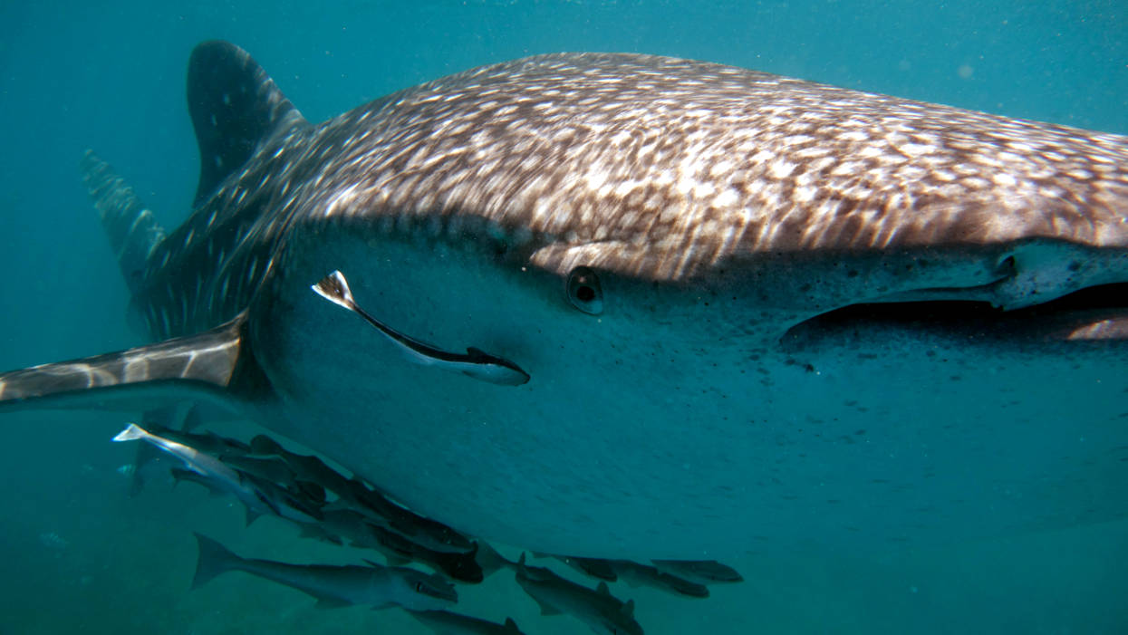 Tiburón ballena en El Nido, isla de Entalula